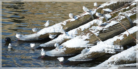 Prague Boats v zimě